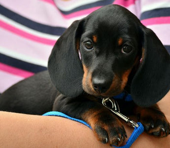 Adorable black and tan dachshund puppy wearing a blue collar sits on a person's lap.