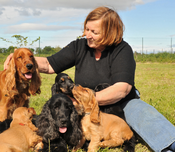 Finding Peace After a Pet's Sudden Loss