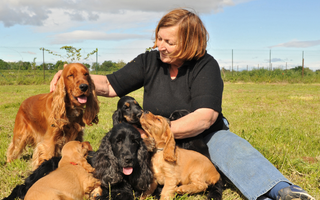 Happy senior woman cuddling with her adorable Cocker Spaniel puppies outdoors.