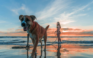 Dog and woman walking on beach at sunset