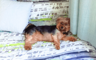 Yorkshire Terrier dog relaxing on a bed