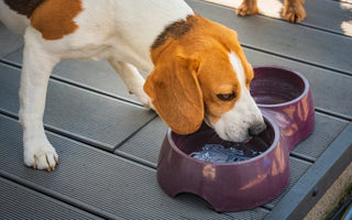 Is Your Dog Dehydrated? Warning Signs of Dehydration in Dogs