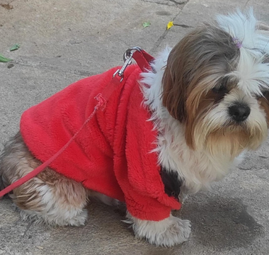 Adorable Shih Tzu dog in a red sweater, sitting outdoors.