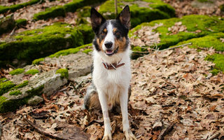 Tri-colored Border Collie sitting on mossy rocks