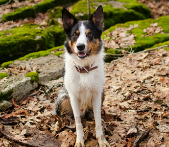 Tri-colored Border Collie sitting on mossy rocks