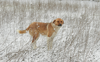 Red and white dog standing in snowy field