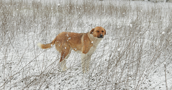 Red and white dog standing in snowy field