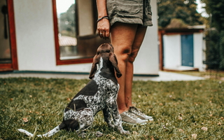 German Shorthaired Pointer puppy sits attentively as its owner offers a treat.