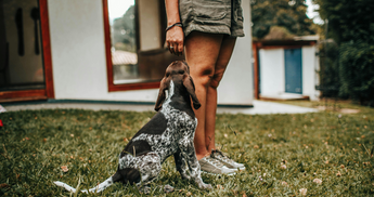 German Shorthaired Pointer puppy sits attentively as its owner offers a treat.