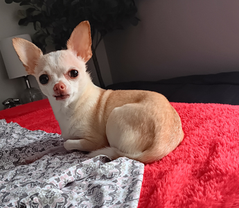 Adorable cream-colored chihuahua dog relaxing on a red fluffy blanket.