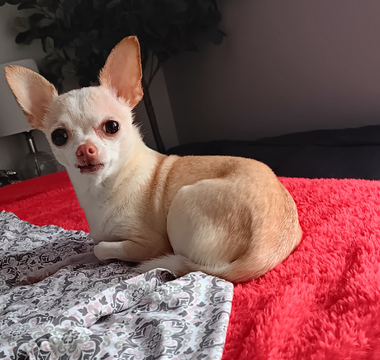Adorable cream-colored chihuahua dog relaxing on a red fluffy blanket.