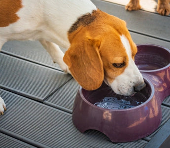 Beagle dog drinking water from a double pet bowl on a deck.