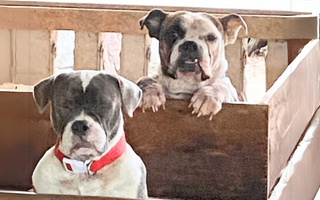 Two adorable Bulldogs peek over a wooden fence.