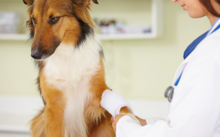 How to Soothe Your Pet’s Aches Fast? Best Natural Strategies