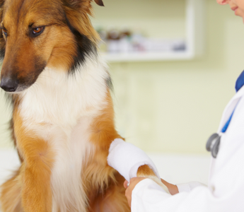 How to Soothe Your Pet’s Aches Fast? Best Natural Strategies