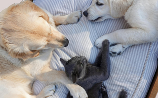 Two Golden Retriever puppies and a gray kitten cuddle on a striped pet bed.