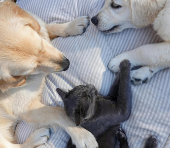 Two Golden Retriever puppies and a gray kitten cuddle on a striped pet bed.