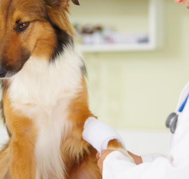 Veterinarian bandaging a dog's paw
