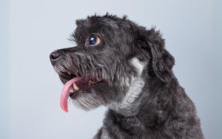 The Great Sweat Debate: Can Dogs Sweat and if So, How?