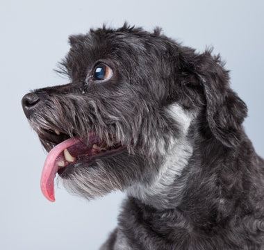 The Great Sweat Debate: Can Dogs Sweat and if So, How?