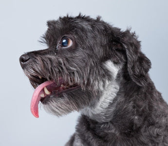 Adorable black and grey mixed breed dog with tongue out