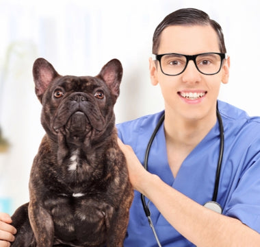 The Importance of Deworming Your Pets
