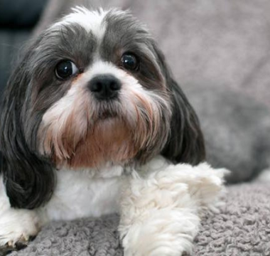 Candy: The Shih Tzu Who Transformed Nick's Life