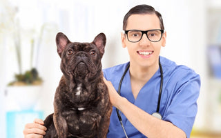 Friendly veterinarian holding a French Bulldog