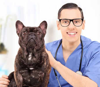 Friendly veterinarian holding a French Bulldog