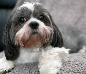 Adorable Shih Tzu dog relaxing on a gray blanket