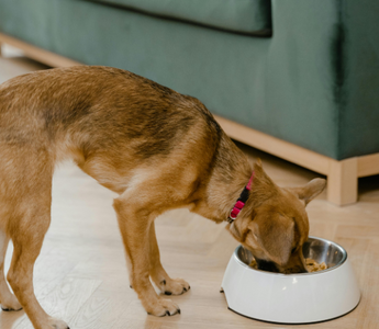 Understanding Your Older Pet's Refusal to Eat