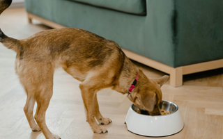 Brown dog eating from a white bowl on a wood floor.