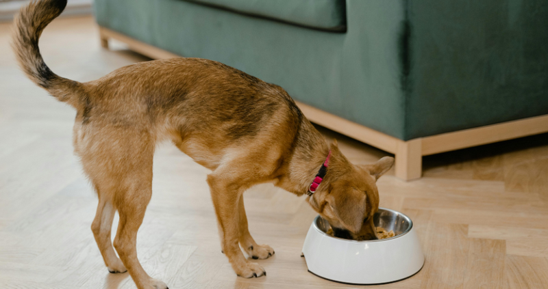 Brown dog eating from a white bowl on a wood floor.