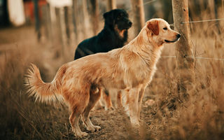 Two dogs, a golden retriever and a black dog, stand near a wire fence in a field.