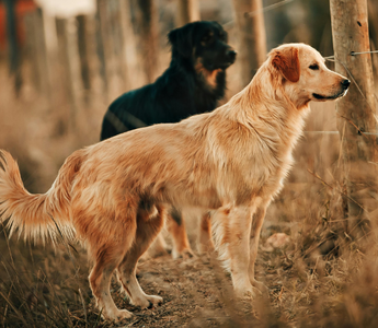 Two dogs, a golden retriever and a black dog, stand near a wire fence in a field.