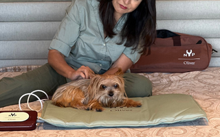 Give Your Pet’s Circulation a Boost with NYP Oliver