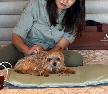 Yorkshire Terrier dog relaxes on a NYP OLIVER PEMF Therapy Mat