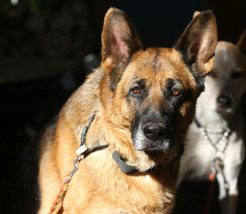 Making the Hardest Decision: When to Let Go of a Beloved Pet