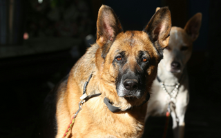 German Shepherd and smaller dog on leashes, outdoors in sunlight.