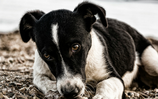 Sad-eyed black and white puppy lying on the ground