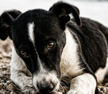 Sad-eyed black and white puppy lying on the ground