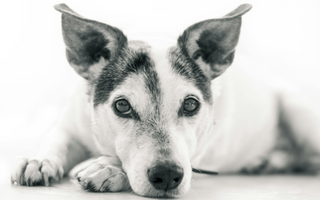 Close-up of a Jack Russell Terrier dog resting its head on its paws.