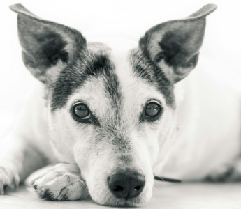 Close-up of a Jack Russell Terrier dog resting its head on its paws.