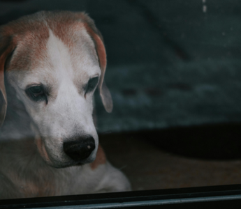 Sad beagle dog looking through a window