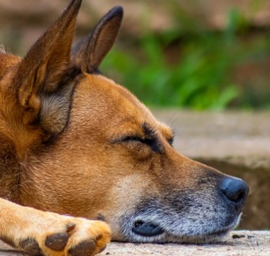 Making the Compassionate Choice: Understanding When to Say Goodbye to Your Pet