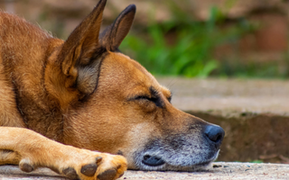Senior dog resting peacefully outdoors