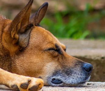 Senior dog resting peacefully outdoors