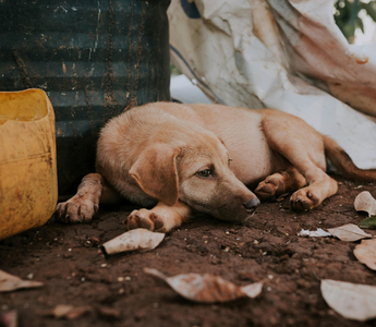 Healing Through Pet Loss: Finding Strength in Love