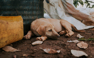 Sad puppy resting on the ground near discarded items.