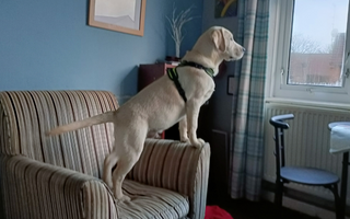 Yellow Labrador puppy standing on an armchair, looking out a window.